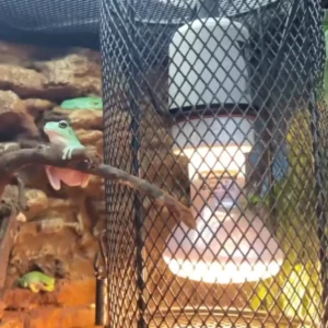 Reptile heat cage fitting