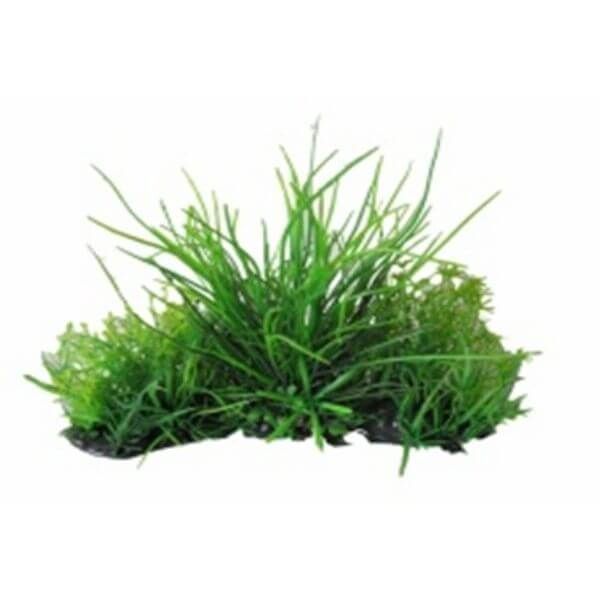 Garden landscape Terrarium Plant