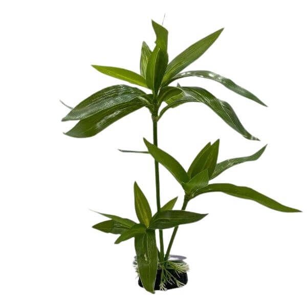 Palm Terrarium Plant