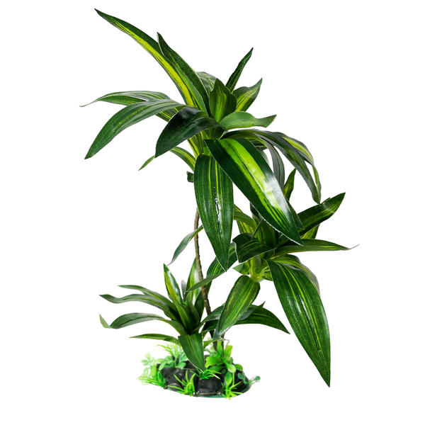 Premium Palm Terrarium Plant