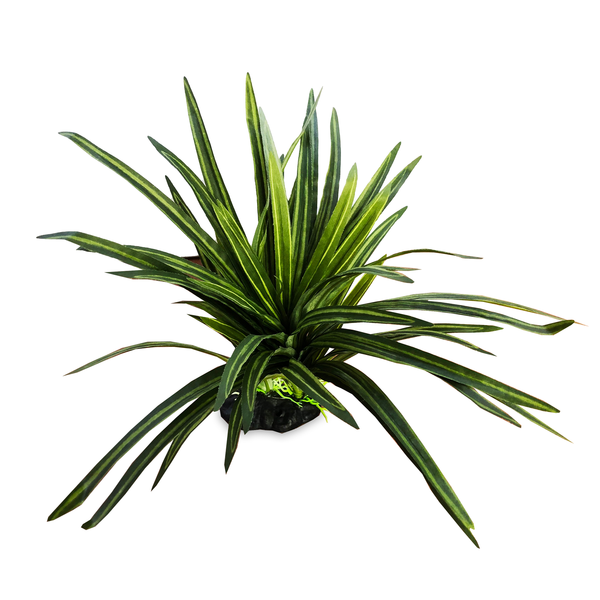 Spikey Bush Terrarium Plant