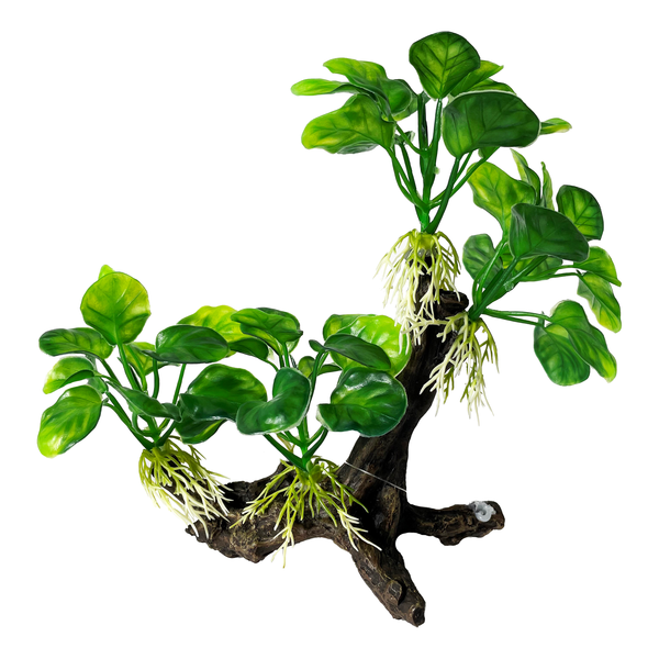 Planted Driftwood 20cm Terrarium Plant
