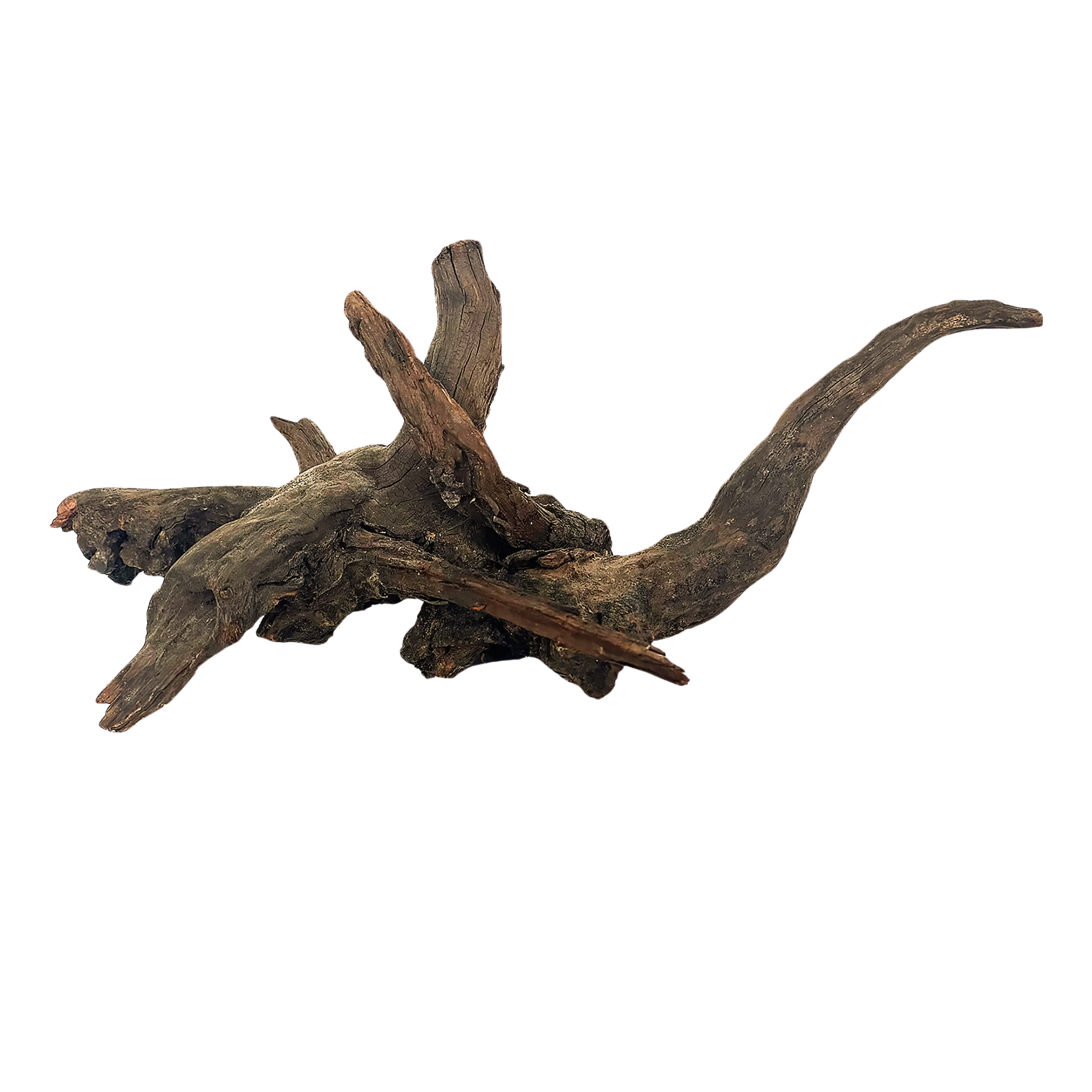 Mangrove Root Reptile Ornament