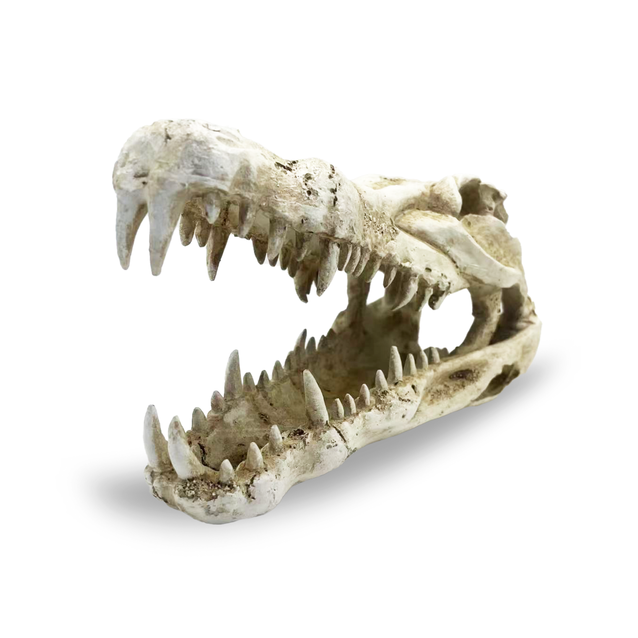 Crocodile Skull Med reptile ornament