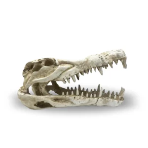 Crocodile Skull Med reptile ornament