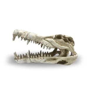 Crocodile Skull Medium