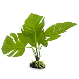 Large Leaf Reptile Plant Small