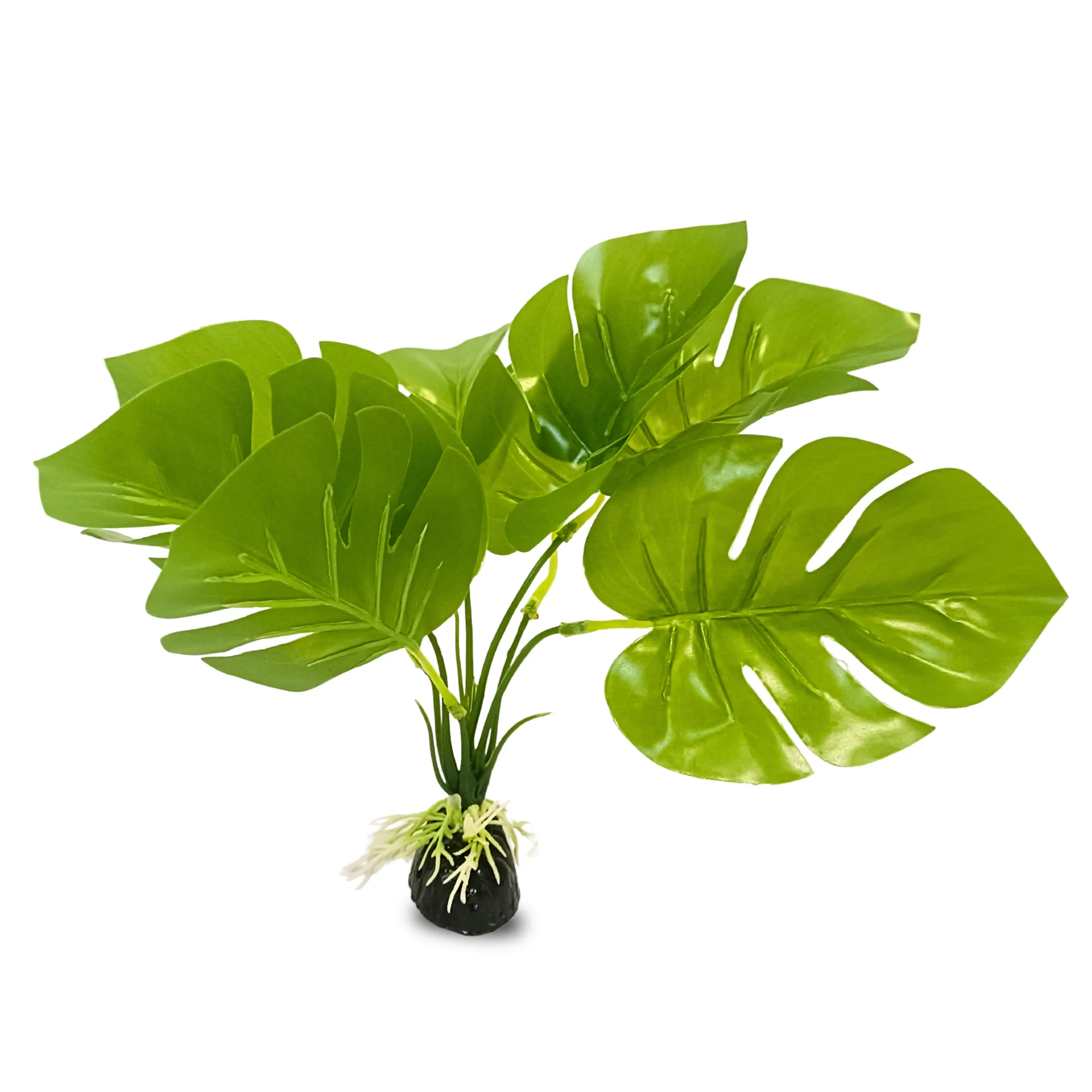 Large Leaf Reptile Plant Small