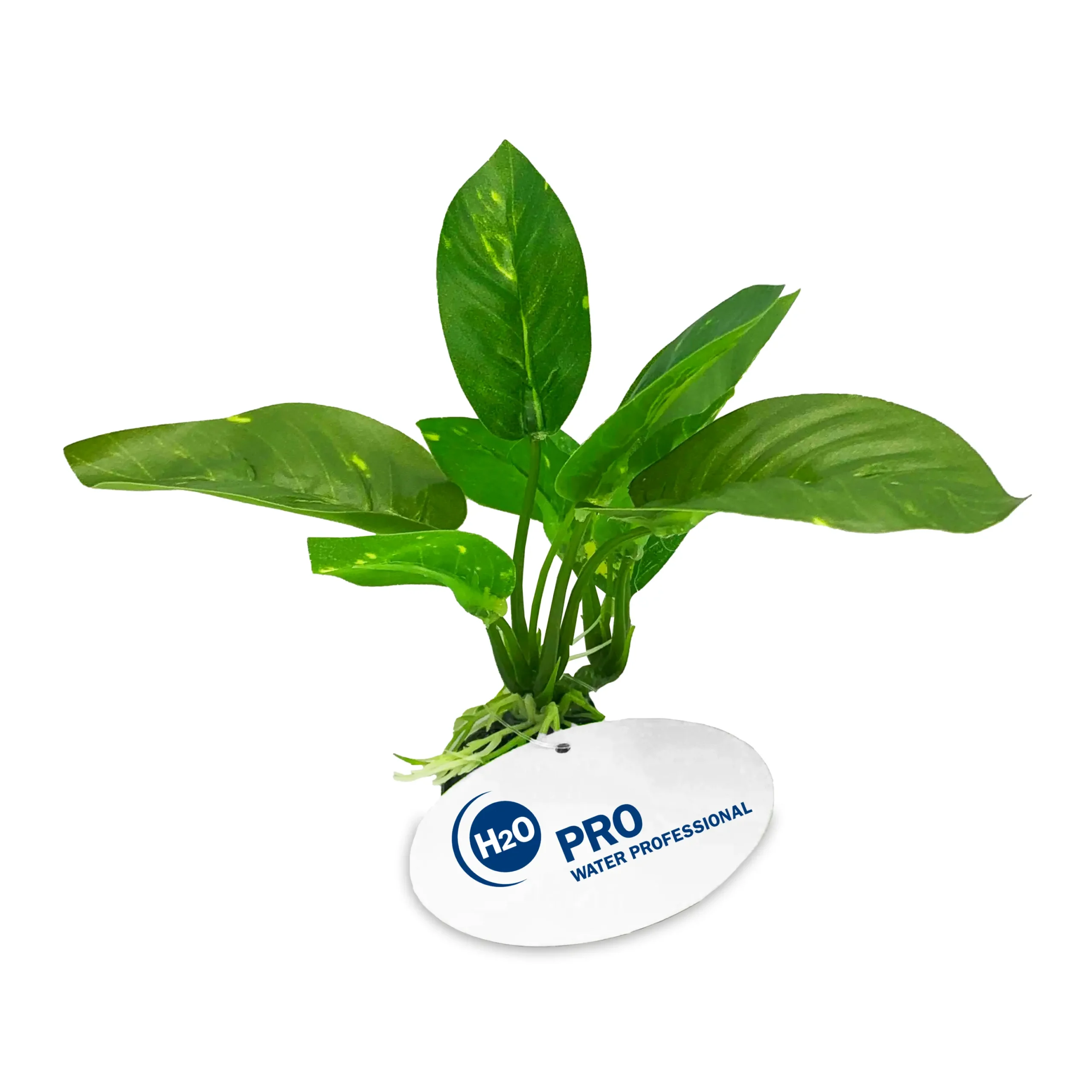 Large leaf reptile terrarium plant