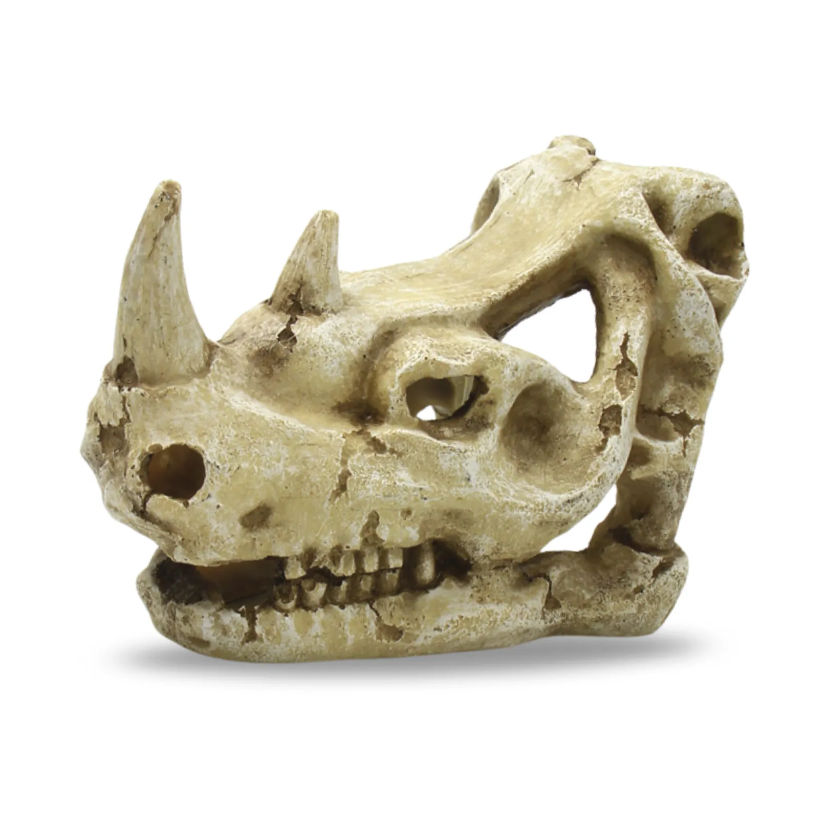 Rhinoceros Skull