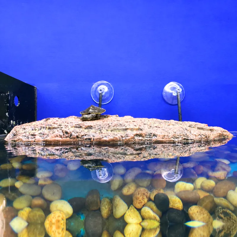 Turtle Dock Floating Stone